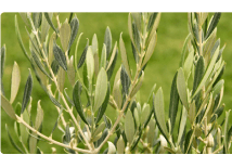 Olive tree leaves